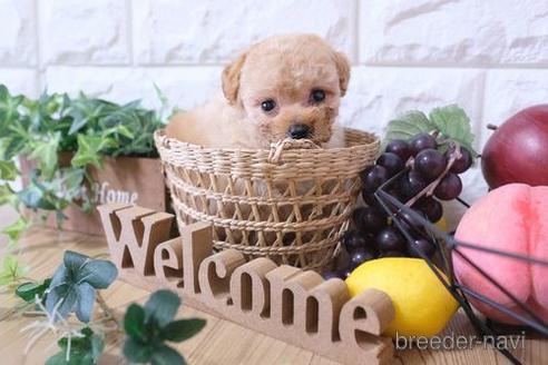 成約済の滋賀県のトイプードル-171779の1枚目